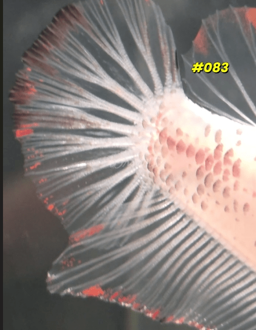 Male Koi Halfmoon Plakat Betta Fish 083 - LOMWILD