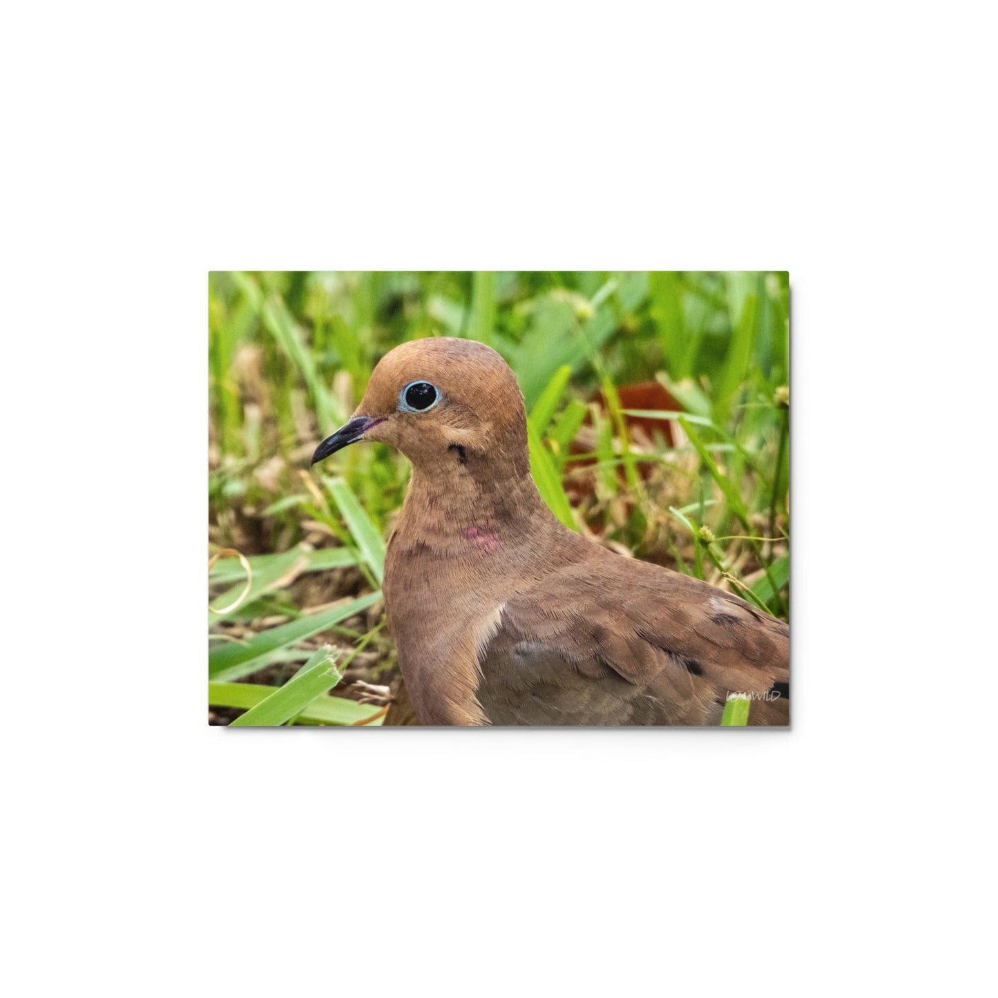 Mourning Dove Metal Wildlife Photography Print | LOMWILD - LOMWILD