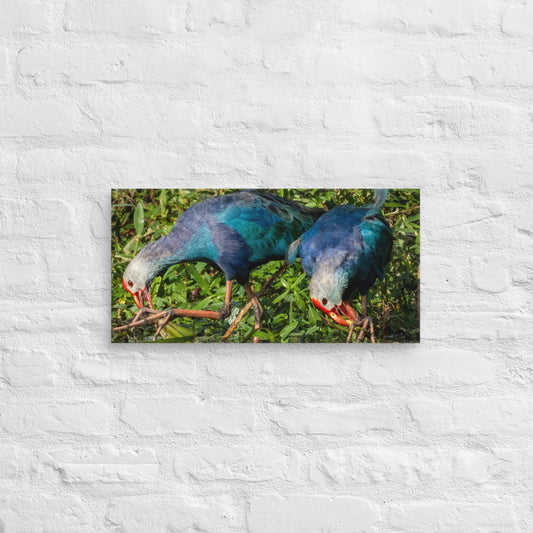 Purple Swamphen Wildlife Photography Print by LOMWILD - LOMWILD