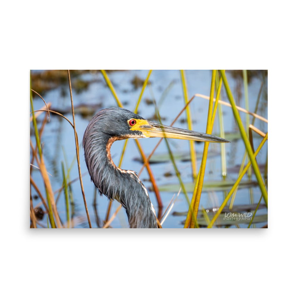 Tricolored Heron Among Wetland Reeds | Florida Wildlife Photography by LOMWILD - LOMWILD