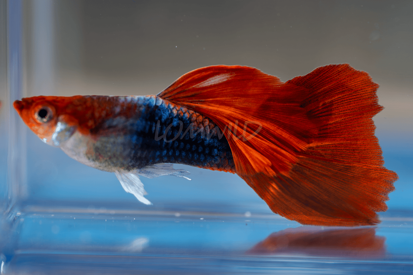 Tuxedo Koi Fancy Guppy Male Trio - LOMWILD