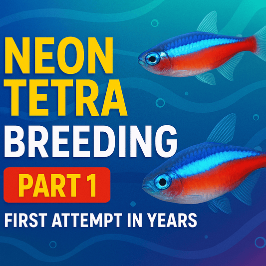 Breeding Neon Tetras Part 1: A Natural Setup with Rainwater - LOMWILD
