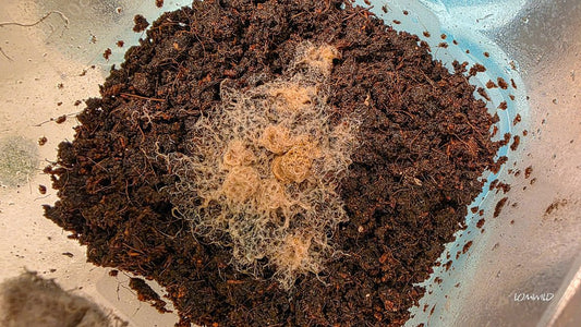 Culturing Grindle Worms: A Simple Guide for Fish Keepers - LOMWILD