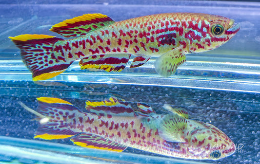 Feeding Fish for Color and Health - LOMWILD
