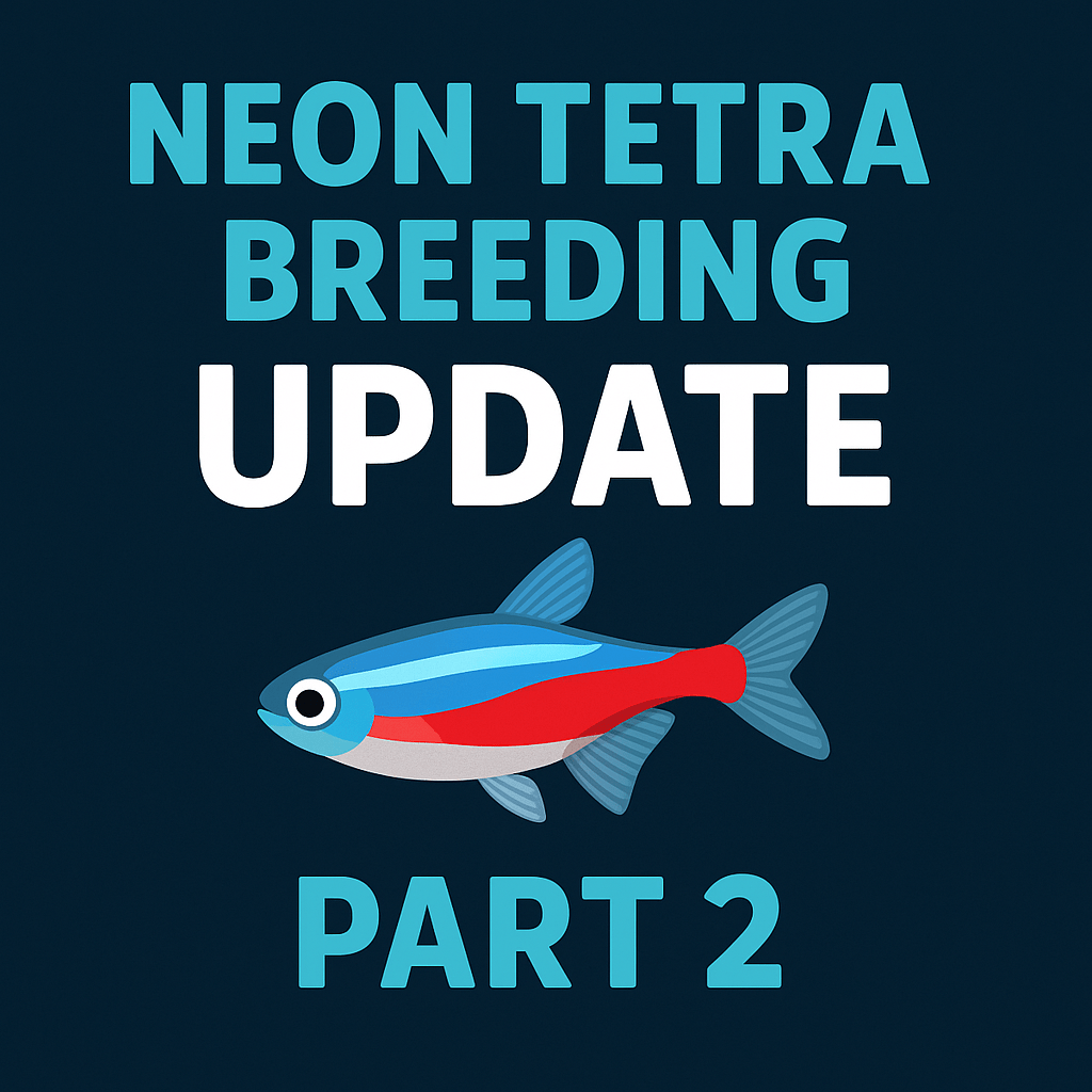 Neon Tetra Breeding Project Part 2: Evaluating the First Spawning Attempt and What Comes Next - LOMWILD