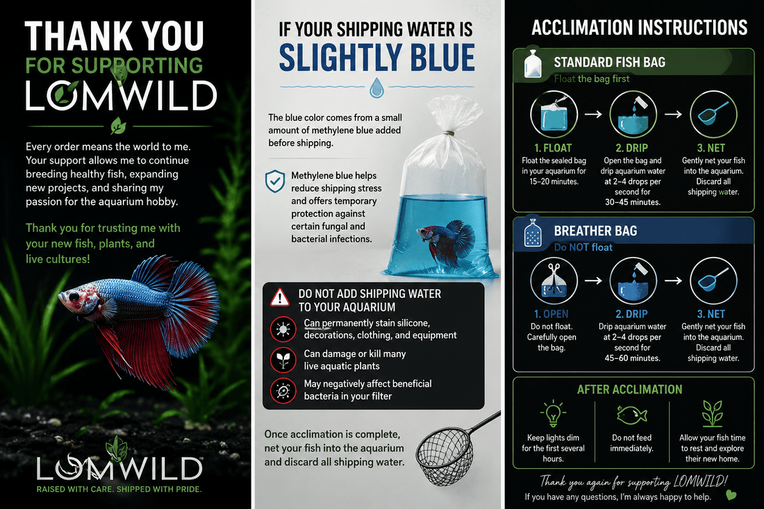 Thank You and Fish Acclimation Guide for Your LOMWILD Order - LOMWILD