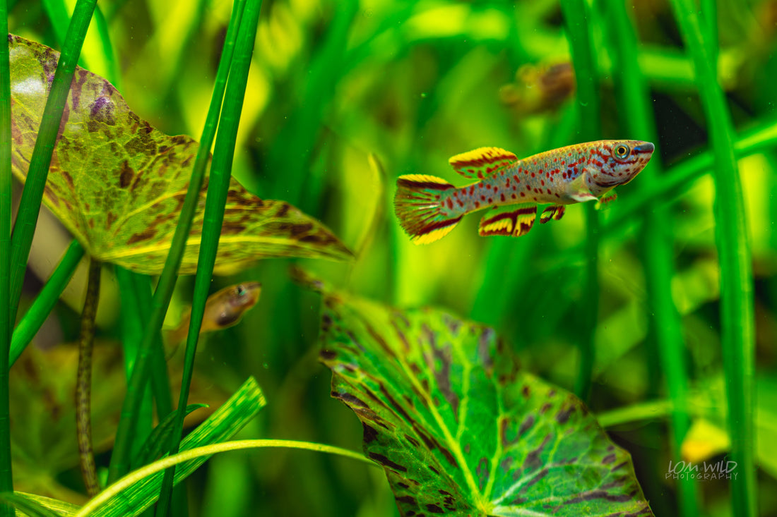 The Art of All Natural Aquariums - LOMWILD