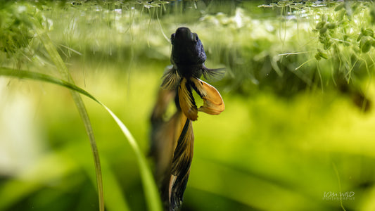 The Calm Before the Bubble Nest – Understanding Betta Behavior - LOMWILD
