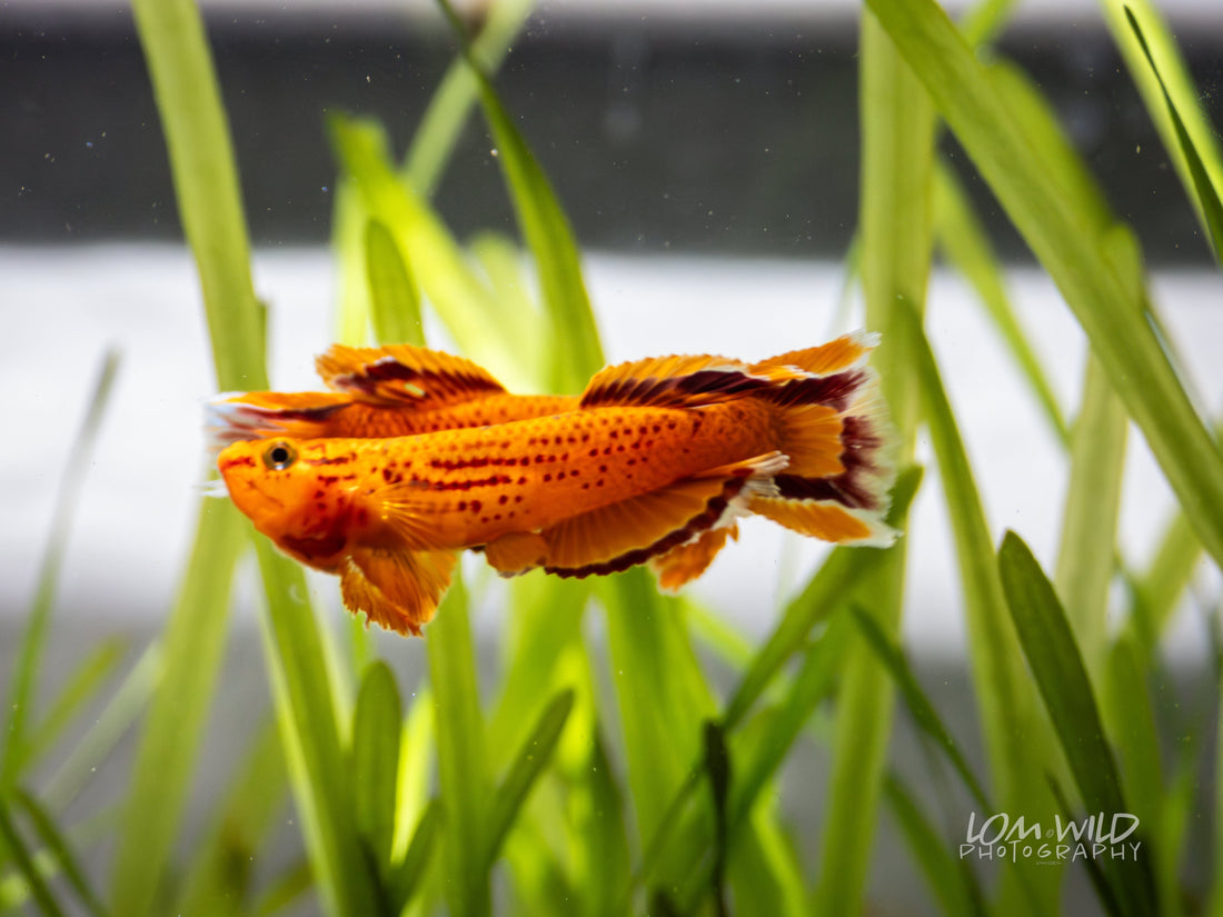 The Science Behind Water Parameters - LOMWILD