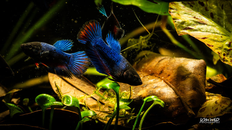 Bettas - LOMWILD