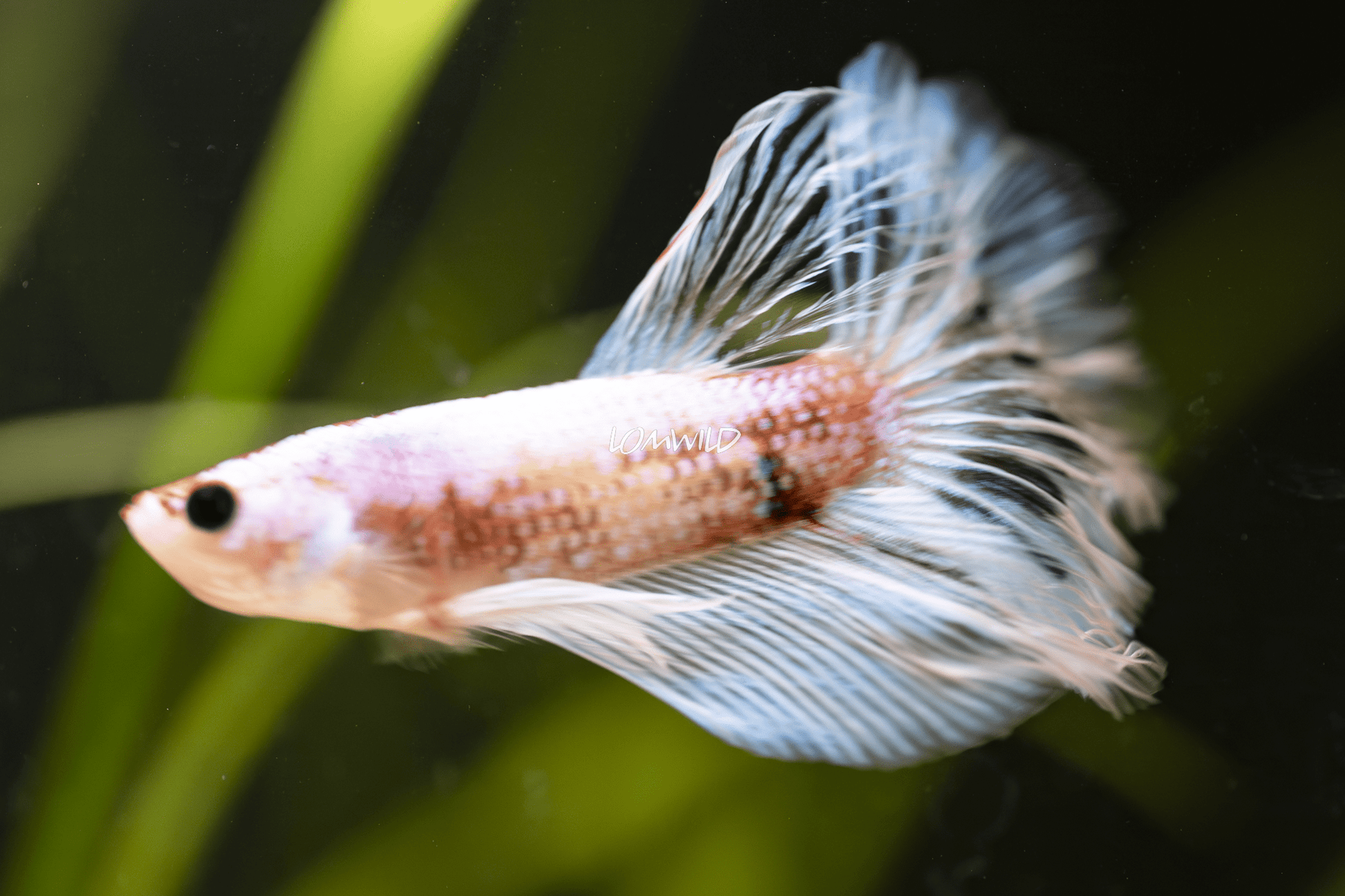 001 LOMWILD Premium Betta Fish USA Bred - LOMWILD