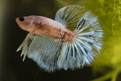 001 LOMWILD Premium Betta Fish USA Bred - LOMWILD