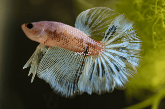 001 LOMWILD Premium Betta Fish USA Bred - LOMWILD