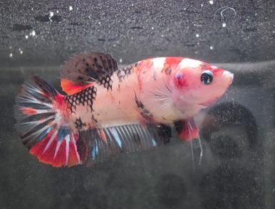 Female Koi Halfmoon Plakat Betta Fish #001