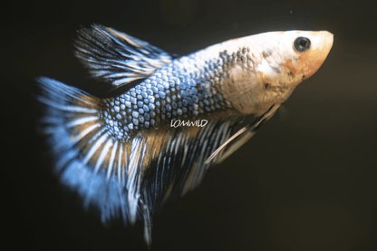 002 LOMWILD Fancy Betta Fish USA Raised - LOMWILD