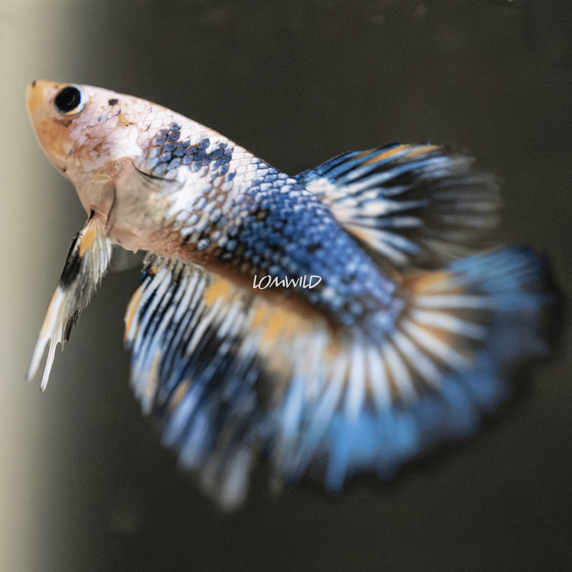 002 LOMWILD Fancy Betta Fish USA Raised - LOMWILD