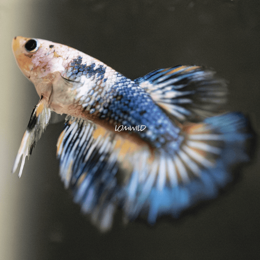 002 LOMWILD Fancy Betta Fish USA Raised - LOMWILD