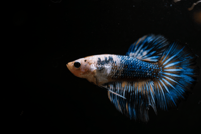 002 LOMWILD Fancy Betta Fish USA Raised - LOMWILD