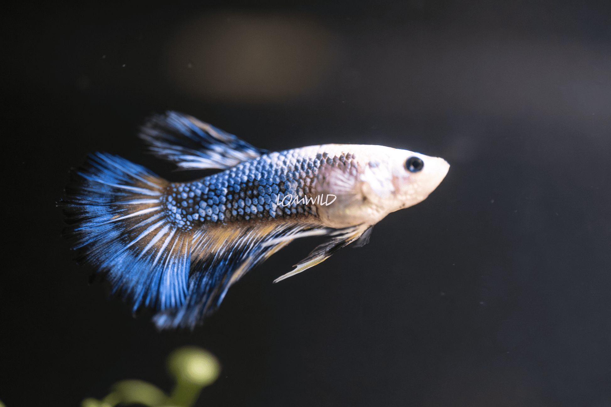 002 LOMWILD Fancy Betta Fish USA Raised - LOMWILD