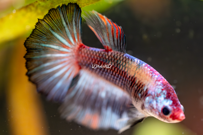 003 Premium Betta Fish LOMWILD Aquarium Line - LOMWILD