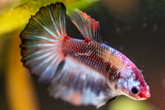 003 Premium Betta Fish LOMWILD Aquarium Line - LOMWILD