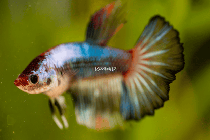 003 Premium Betta Fish LOMWILD Aquarium Line - LOMWILD