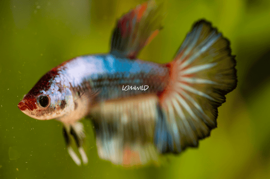 003 Premium Betta Fish LOMWILD Aquarium Line - LOMWILD
