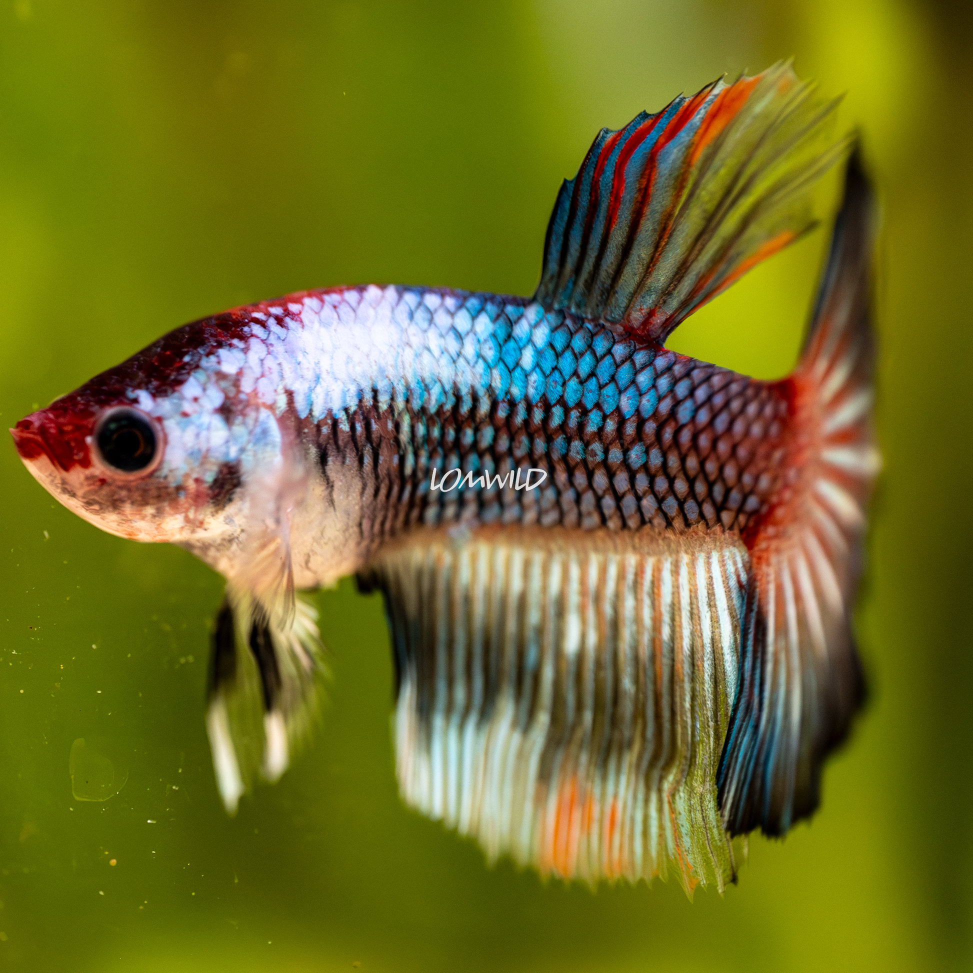 003 Premium Betta Fish LOMWILD Aquarium Line - LOMWILD