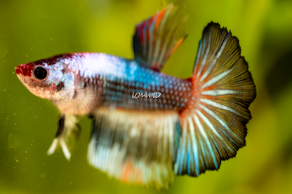 003 Premium Betta Fish LOMWILD Aquarium Line - LOMWILD