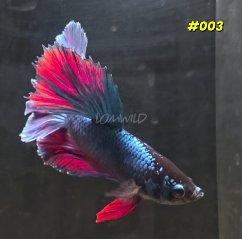 Male Betta Fish #003