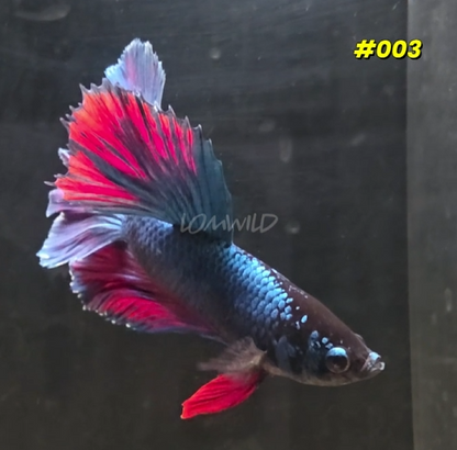 Male Betta Fish #003