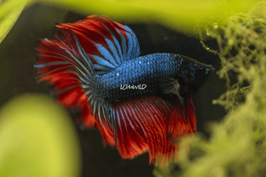 004 LOMWILD Betta Fish High Quality USA Bred - LOMWILD
