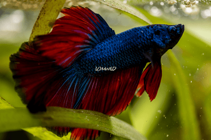 004 LOMWILD Betta Fish High Quality USA Bred - LOMWILD