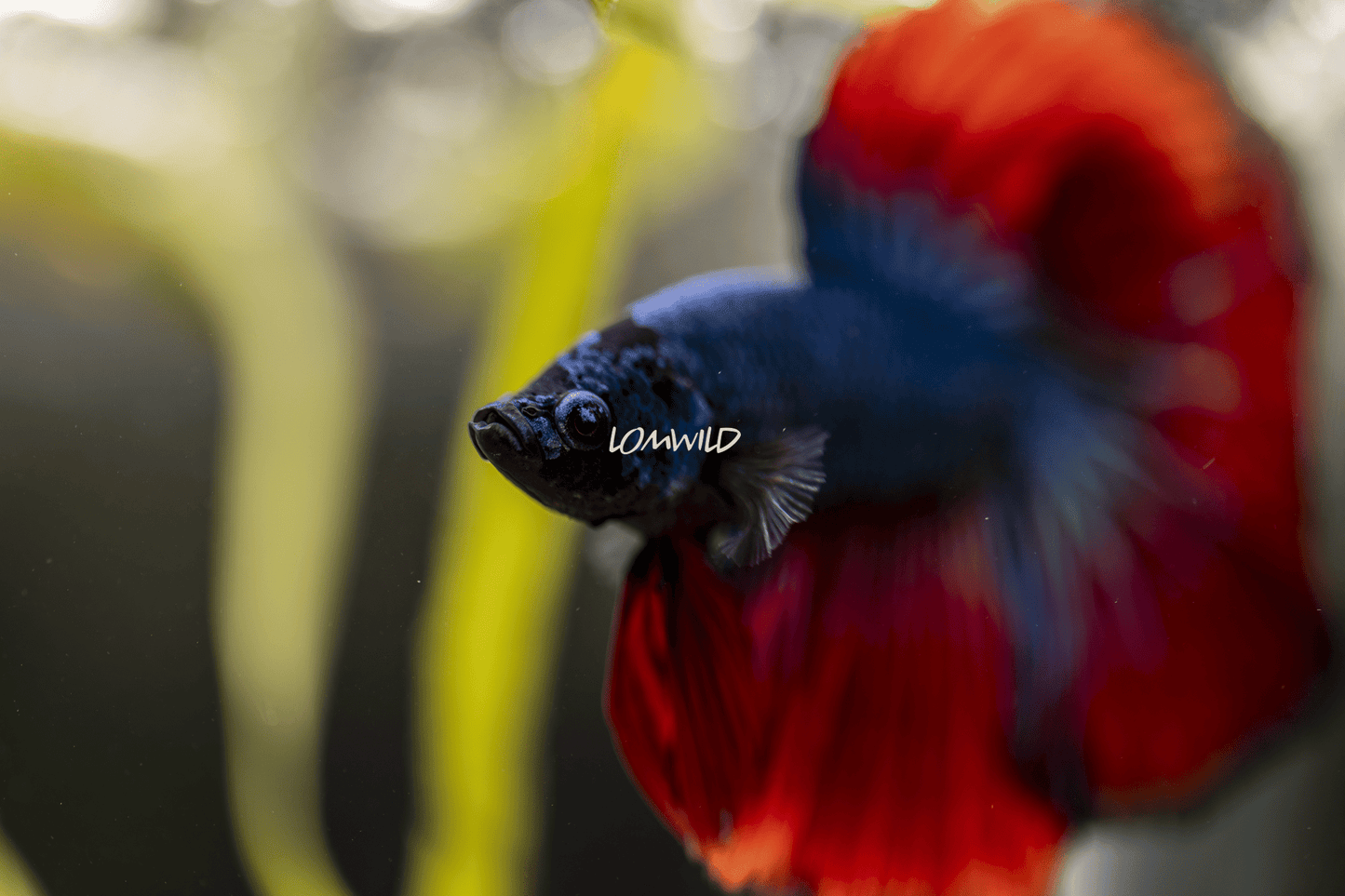 004 LOMWILD Betta Fish High Quality USA Bred - LOMWILD