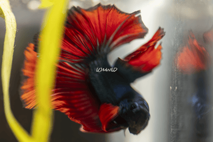 004 LOMWILD Betta Fish High Quality USA Bred - LOMWILD