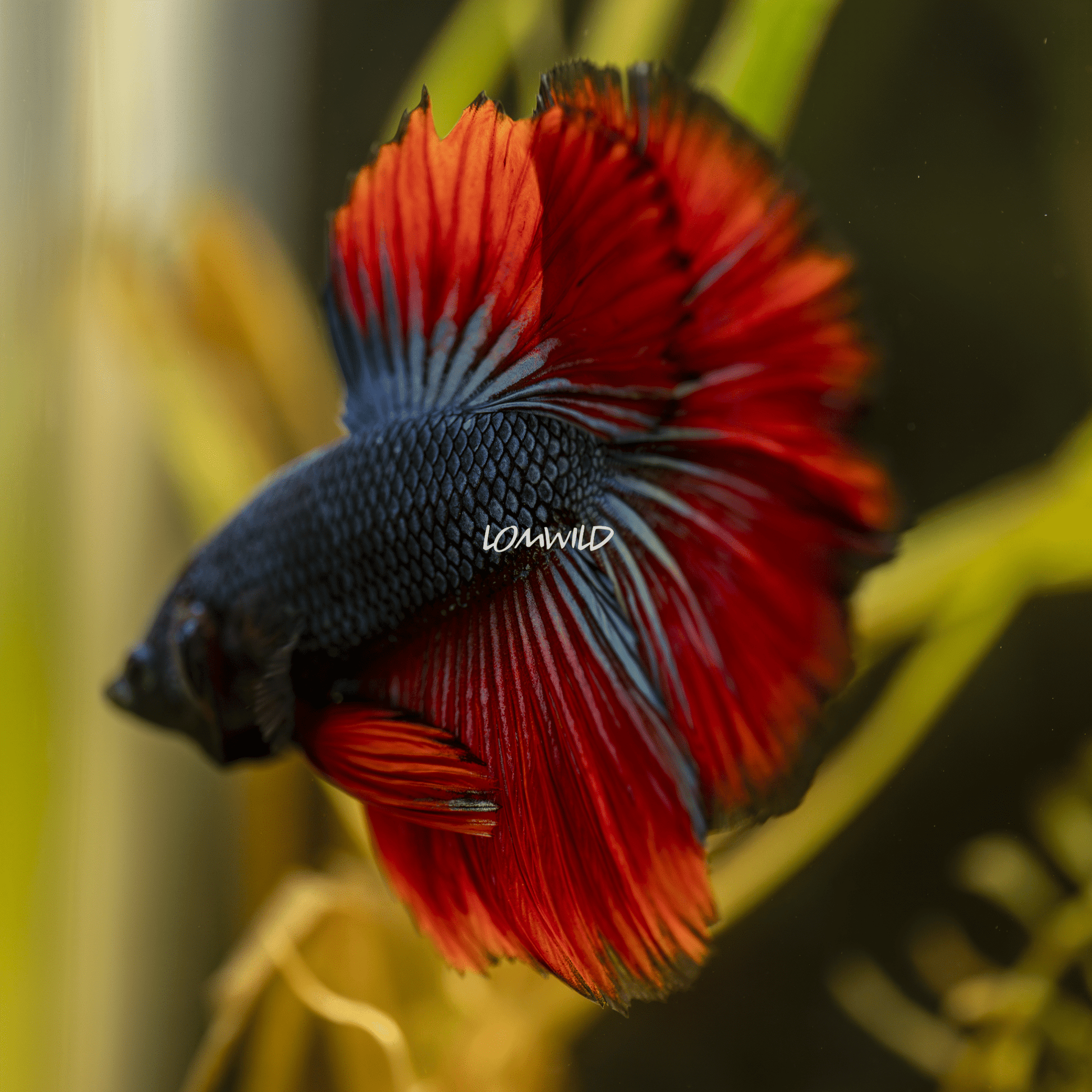 004 LOMWILD Betta Fish High Quality USA Bred - LOMWILD