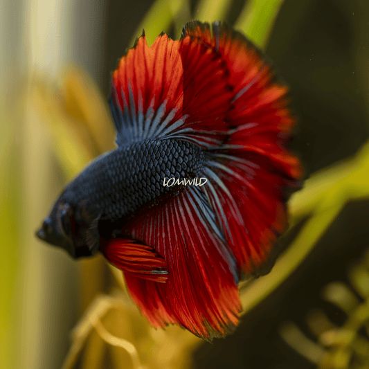 004 LOMWILD Betta Fish High Quality USA Bred - LOMWILD