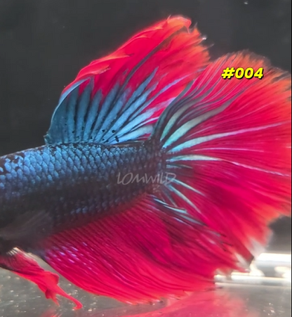 Male Betta Fish #004
