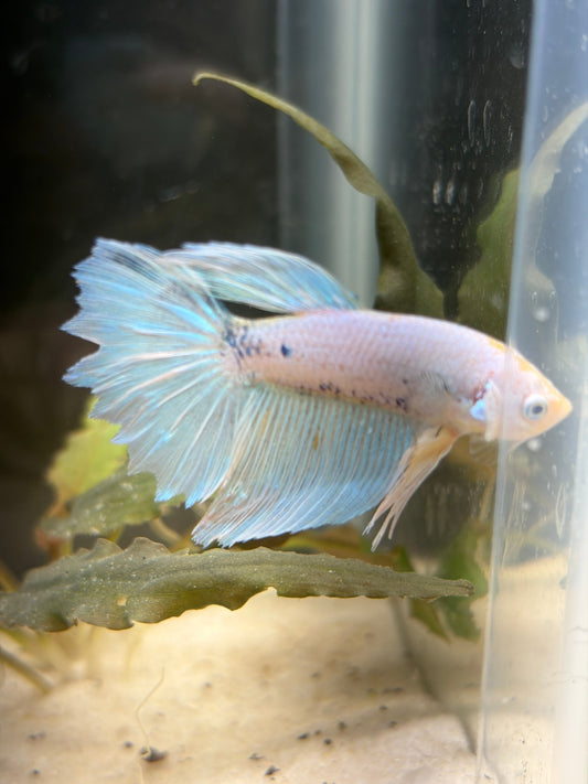 005 Fancy Betta Fish Premium LOMWILD Stock - LOMWILD