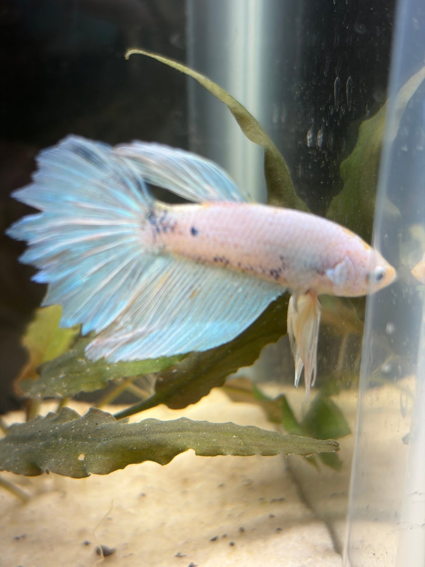 005 Fancy Betta Fish Premium LOMWILD Stock - LOMWILD