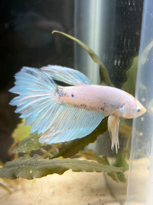 005 Fancy Betta Fish Premium LOMWILD Stock - LOMWILD