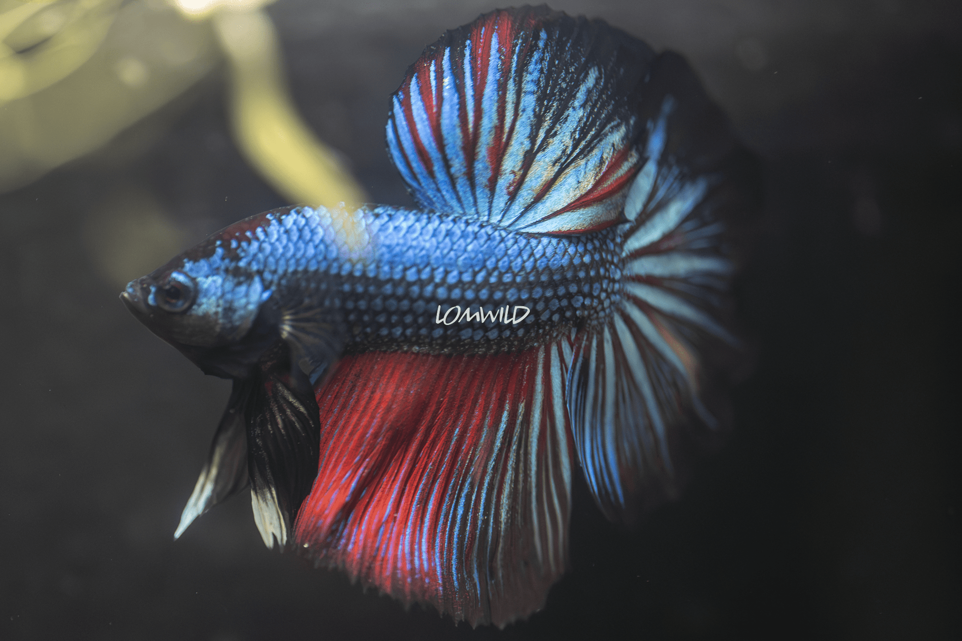 006 LOMWILD Live Betta Fish USA Raised Quality - LOMWILD