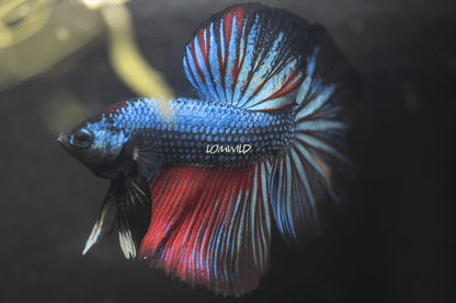 006 LOMWILD Live Betta Fish USA Raised Quality - LOMWILD