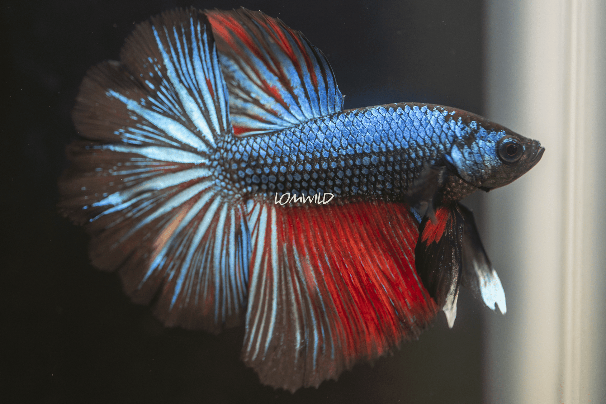 006 LOMWILD Live Betta Fish USA Raised Quality - LOMWILD