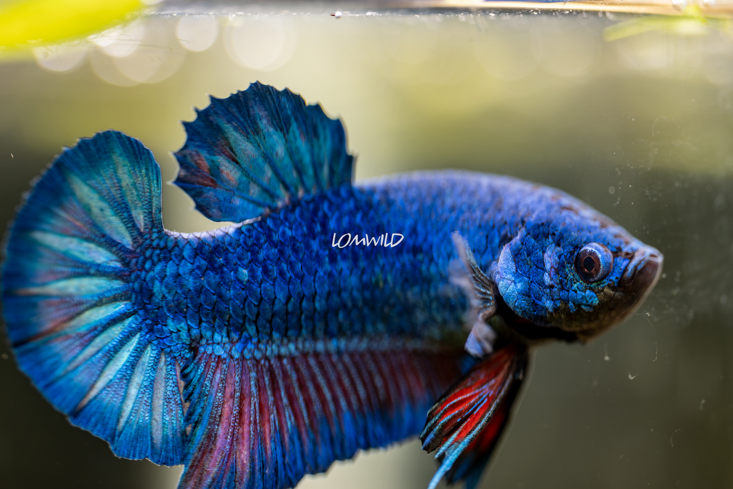 007 Premium Betta Fish USA Bred LOMWILD Line - LOMWILD