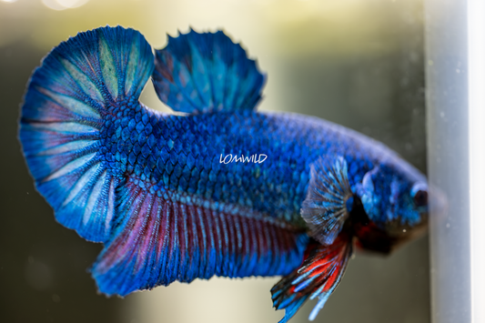 007 Premium Betta Fish USA Bred LOMWILD Line - LOMWILD