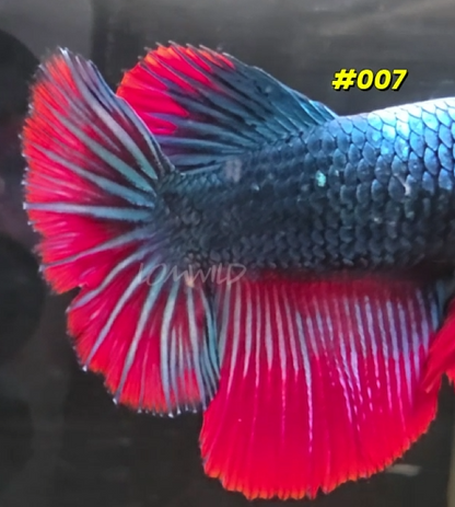 Spidey Boys Male Halfmoon #007