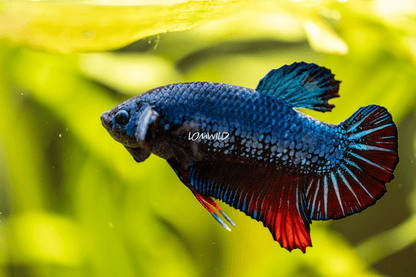 008 LOMWILD Betta Fish Fancy Aquarium Grade - LOMWILD