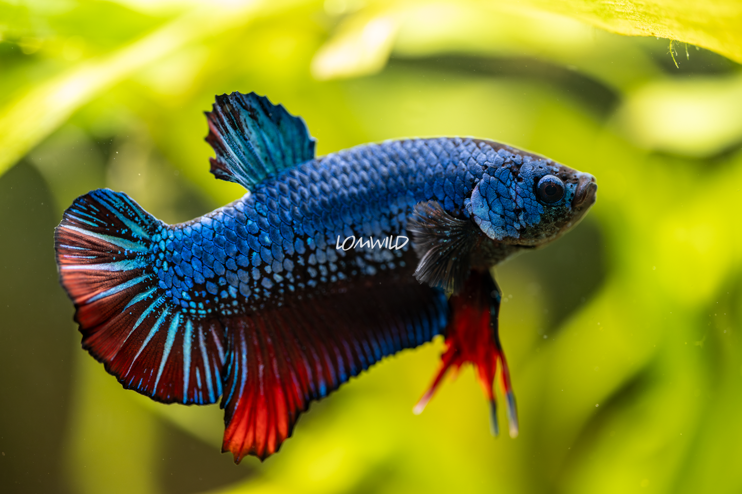 008 LOMWILD Betta Fish Fancy Aquarium Grade - LOMWILD