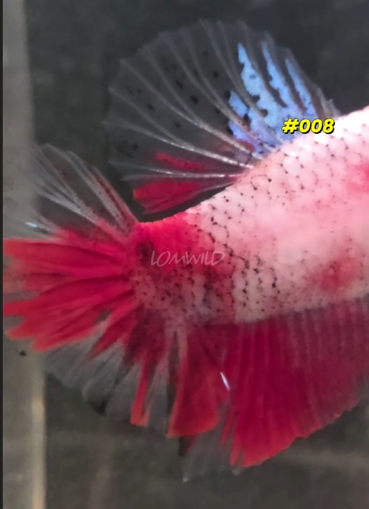 Male Halfmoon Plakat Koi Betta Fish #008